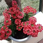 Apartman Mia *